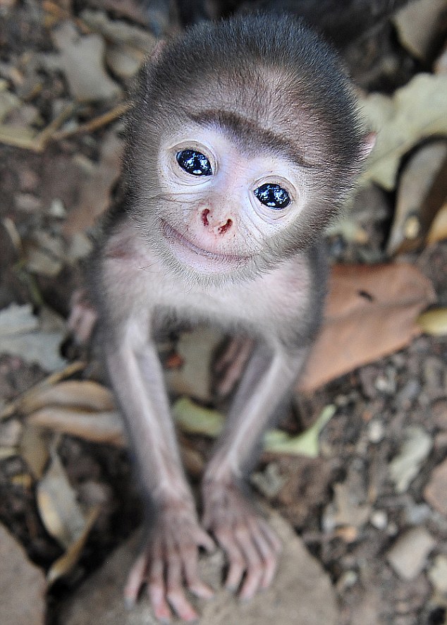 Фото по запросу Симпатичная обезьяна