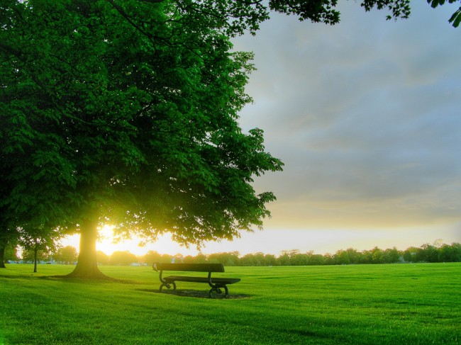 Картинка утро в зеленом парке летом обои на рабочий стол