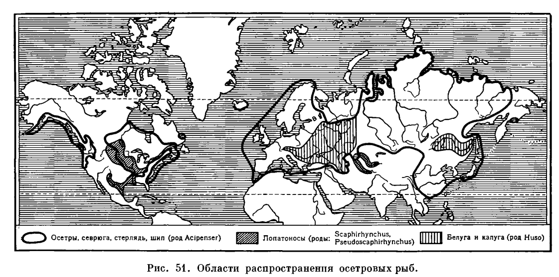 Стерлядь ареал обитания карта