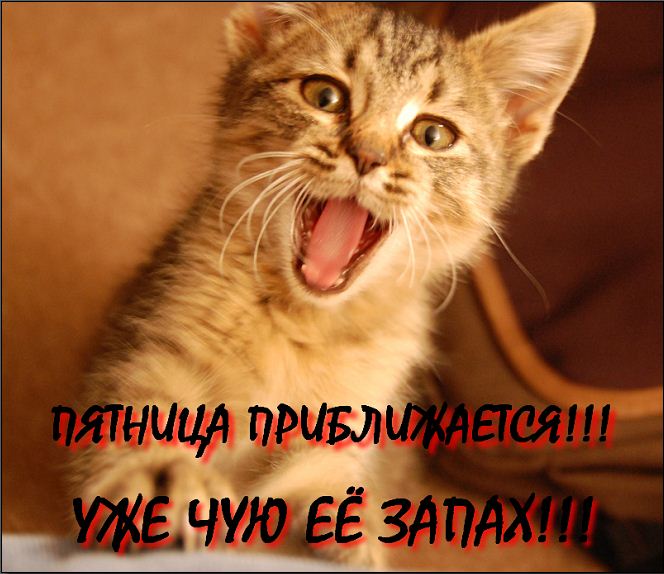 Почему у кошки пахнет изо рта. Почему у кошки пахнет изо рта.