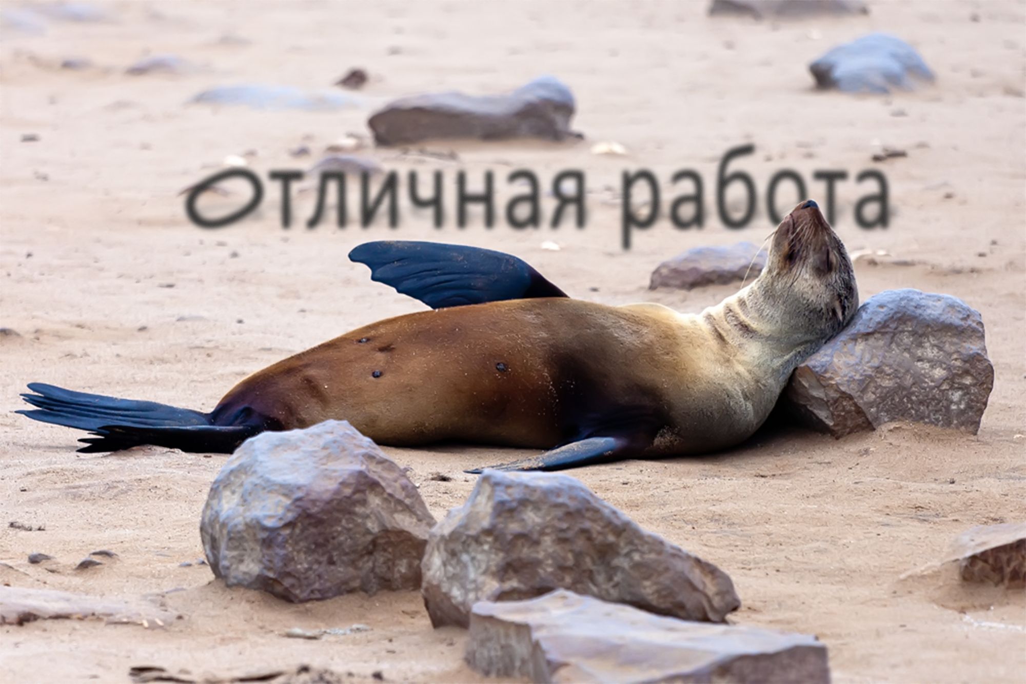 Ленивый тюлень Кабардинка