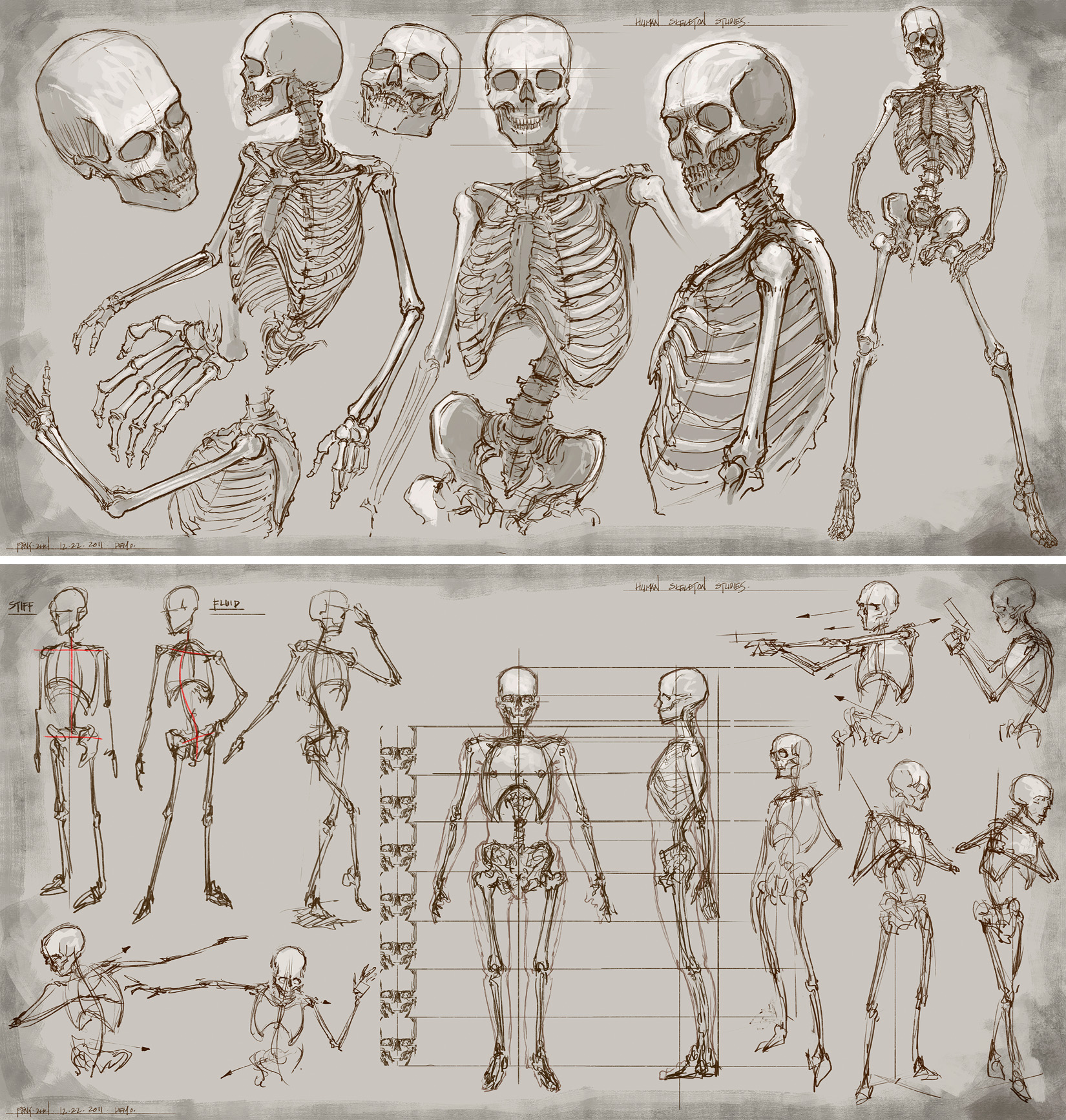 Анатомия падения оскар. Скелет человека для художников. Человеческий скелет референс. Анатомия человека скелет реверенсы. Скелет референс позы.
