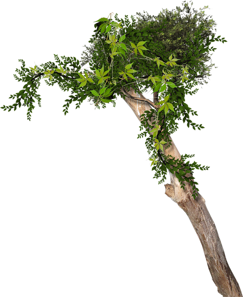 Png 20 20 2. Рамка деревья и кусты. Деревья и кустарники papo. Флора деревья растения клипарт. 1 Куст.