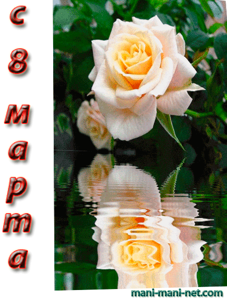 Белые розы открытка с 8 марта, февраля