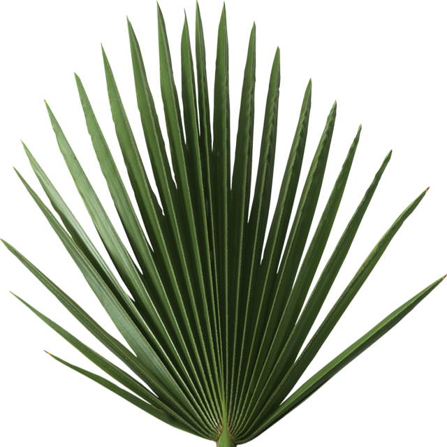 Острый лист. Острый лист. Зеленые экзотические листья. Дерево с длинными листьями. Острые листья.