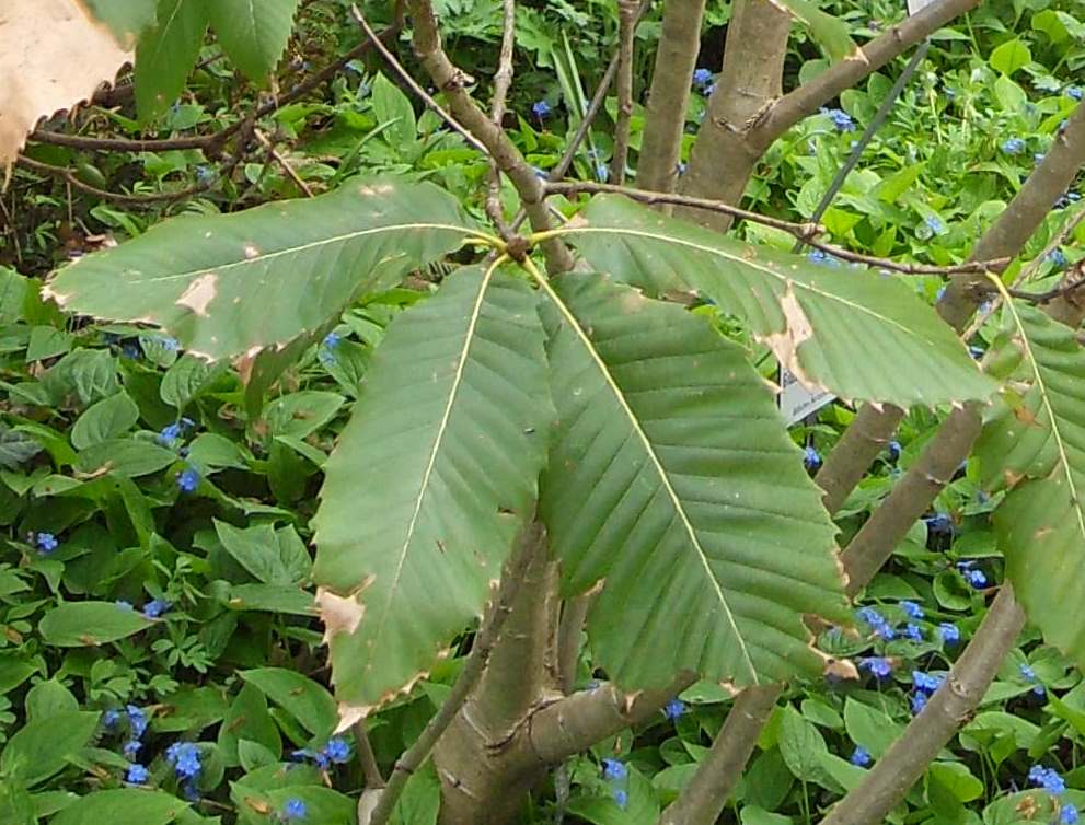 Ядовитый дуб. Quercus Pontica. Ядовитый дуб растение. Ядовитый дуб в Америке.