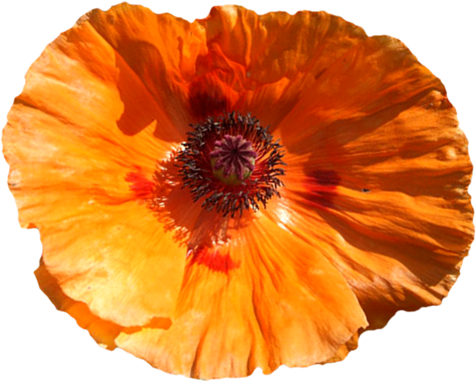 Poppy png