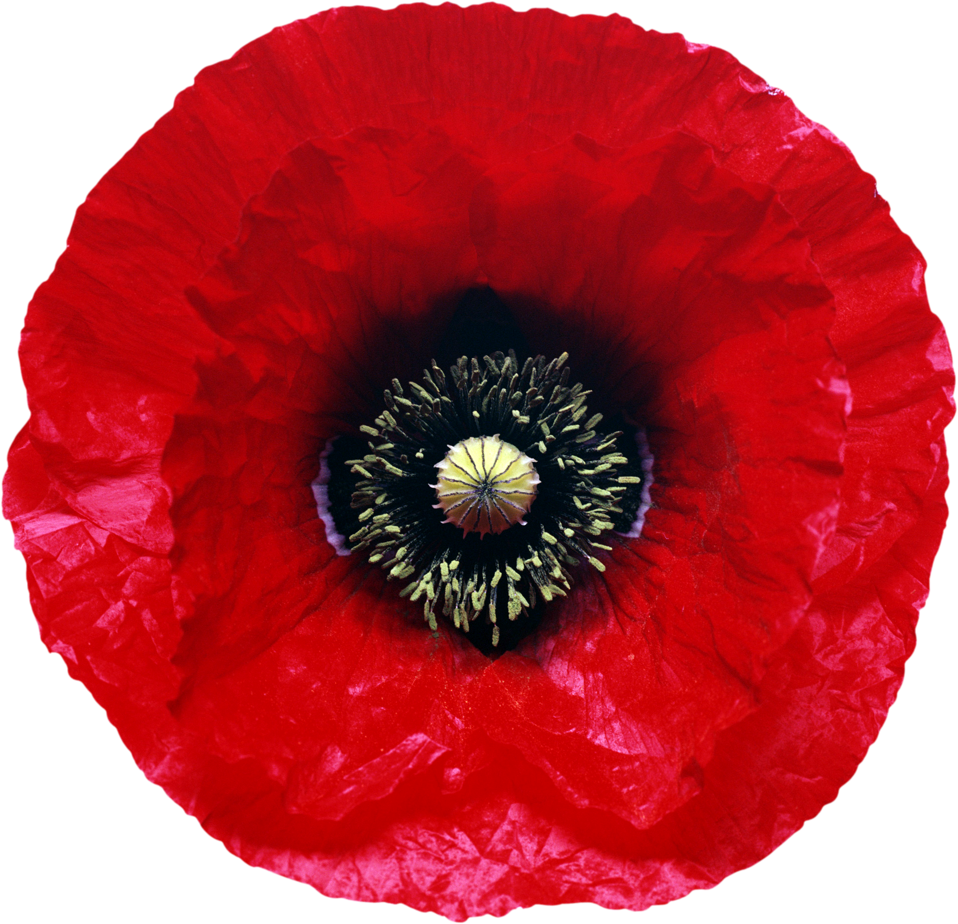 Poppy png