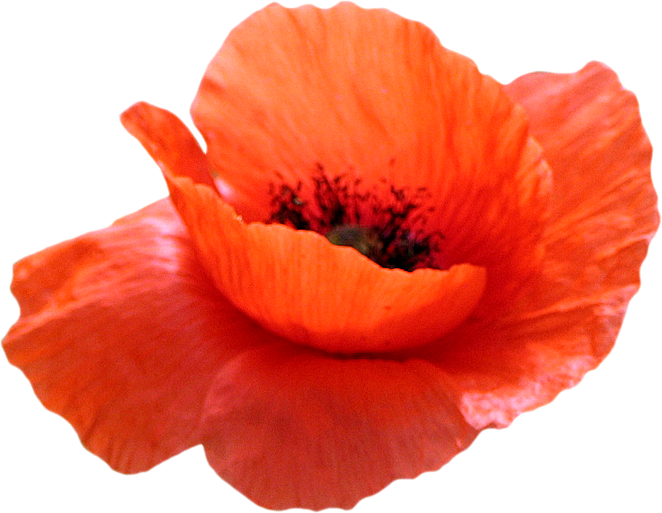 Poppy png