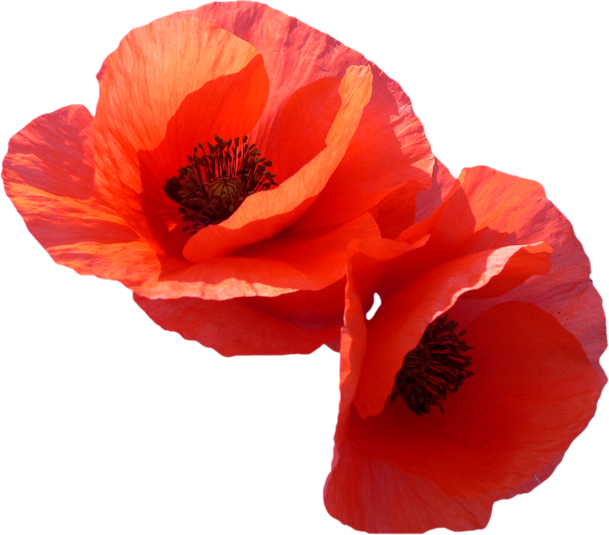 Poppy png