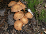 657d1bc051ebda52e328b64a15cc627b.png